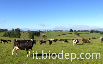 lactobacillus buchneri5